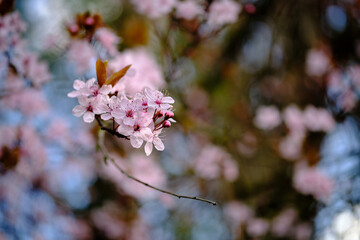 Close-up of pink cherry blossom against blue sky in spring.
