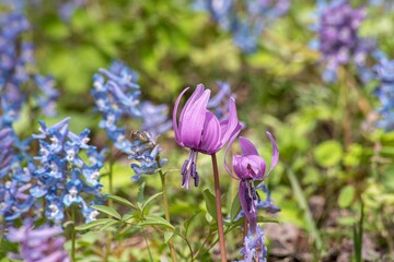 カタクリとエゾエンゴサクの花