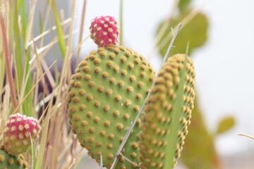 Pink flower at the top of a cactus