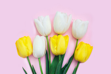 White and yellow tulips flowers on pink background.