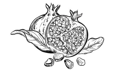 Hand drawn sketch black and white of garnet, pomegranate, leaf. Elements in graphic style label, card, sticker, menu, package. Engraved style illustration.