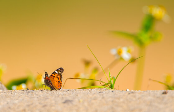 American Painted Lady (Vanessa virginiensis) butterfly looking away from camera, on sand dune with spanish needle (bidens alba) growing.  Orange yellow bokeh background.
