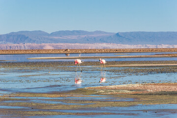 pink flamingoes in the lake