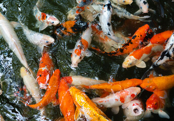 Fototapeta na wymiar Koi fish or carp fish swimming in pond