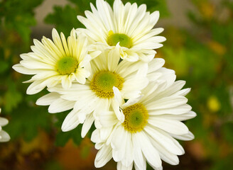 white daisies in a garden