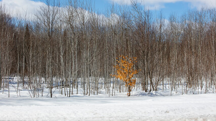 Trees in rural Michigan during winter time