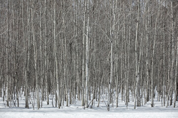 Dense forest with tall slender trees in winter time
