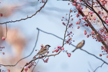 Eurasian Tree Sparrow bird on tree branch.