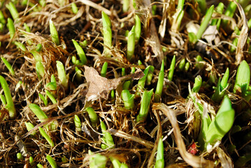 plants growing 