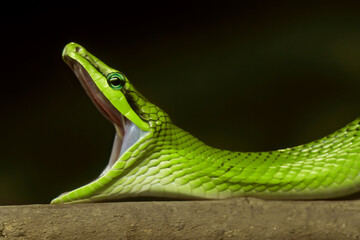 Close-up Red-Tailed Green Ratsnake Yawning Isolated on Nature Background