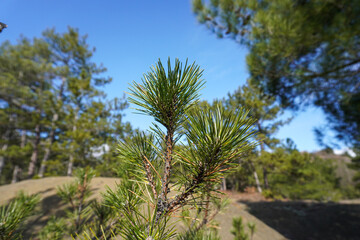 Obraz premium Closeup photo of green needle pine tree. Forrest of green pine trees. Green pine branches