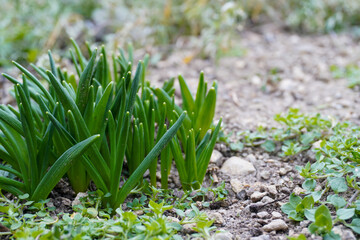 Obraz premium Fresh spring green grass