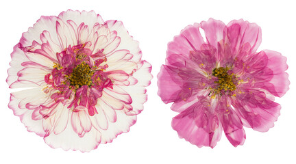 Pressed and dried flowers cosmos, isolated on white background. For use in scrapbooking, floristry...