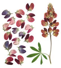 Pressed and dried flowers pink lupine on stem with green carved leaf isolated on white background....