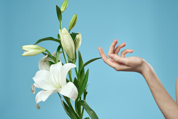 Fototapeta premium bouquet of white flowers on blue background and female hand cropped view