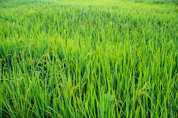green rice field