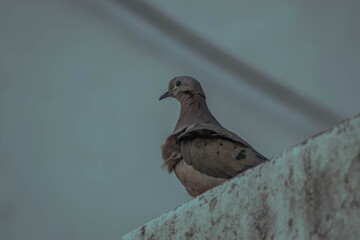 BIRD ON A FENCE