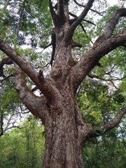 Fototapeta na wymiar Big tree in the forest
