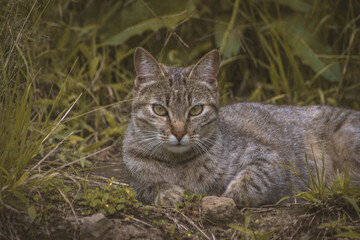 CAT PORTRAIT