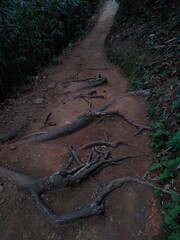 Trekking trails in the forest Meenmutty waterfall Thiruvananthapuram Kerala