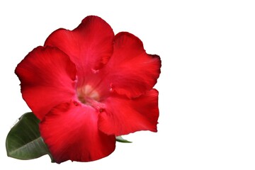 Red fresh flower background picture.