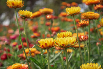 Soft focus straw flower in the garden.