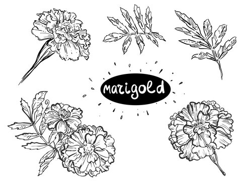 Hand drawn sketch black and white of marigold flowers, leaf. Elements in graphic style label, card, sticker, menu, package. Engraved style illustration.