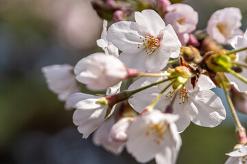 Pink cherry blossom in spring