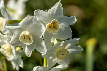 Fototapeta na wymiar Narcissus to bloom in the flower bed of the park