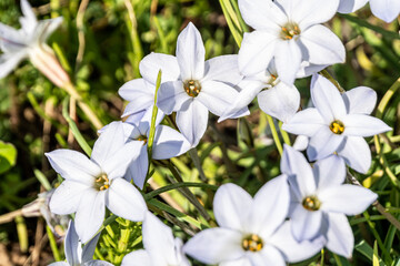 Naklejka premium Spring starflower; Ipheion uniflorum