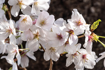 Pink cherry blossom in spring