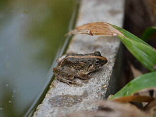 Baby Common tree frog on gray color wall with water and natural green background , Small amphibians in tropical Asia , Thailand
