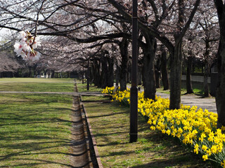 Fototapeta premium Tokyo,Japan-March 24, 2021: Sakura Cherry blossoms and Yellow Narcissus flower in full bloom in a park 