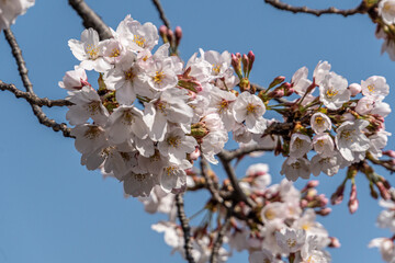 Pink cherry blossom in spring