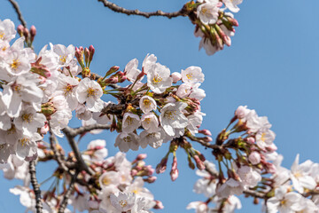 Pink cherry blossom in spring