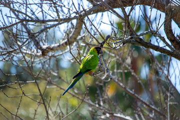 Close up colorful Black Hooded Nanday Parrot Parakeet on tree branch 