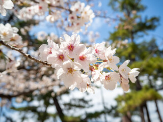 cherry tree blossom