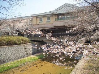 cherry tree blossom