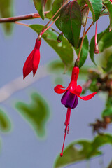 Flor roja en el jardín. Canelones, Uruguay