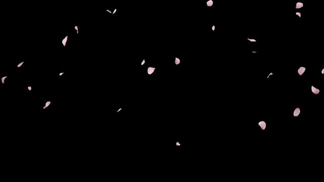 Cherry Blossom Realistic Petals 2 clip. Element footage with alpha channel, fall start to end and seamless loop. Easy to use place on footage or background.