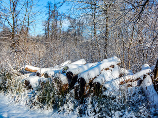 tree in snow