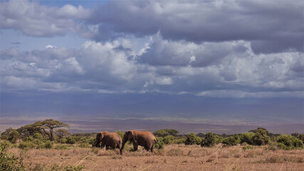 Fototapeta na wymiar Two wild elephants are walking on the dry grass of the African savannah. Around the umbrella acacias, shrubs. Cumulus clouds in the sky. Kenya. Amboseli park.