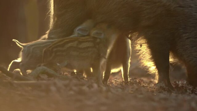 Closeup youngs wild boar Sus scrofa family, calm piggy mother suckling striped young. Wildlife tranquil scene of long furry animals. Strong nose, well smell sense to search food in omnivorous.