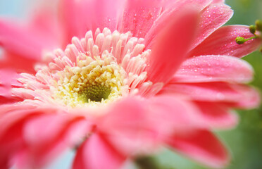 Fototapeta na wymiar Pink Gerbera flower closeup nature background with waterd drop 