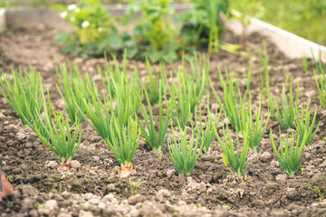 Agriculture, beds with young green plantings and plants on the farm. Rows of young onions - Image