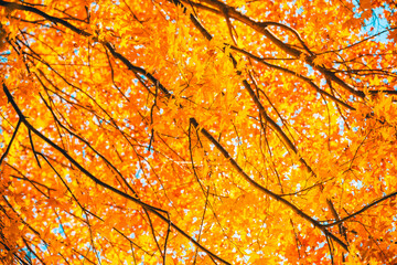 Large maple trees with beautiful autumn scenery