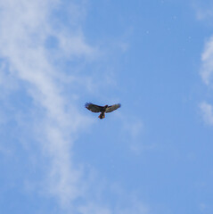 Fototapeta na wymiar Hawk Flying, Bird of Prey, Large Predator Bird in Flight