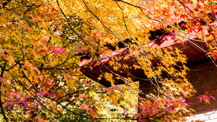 Large maple trees with beautiful autumn scenery