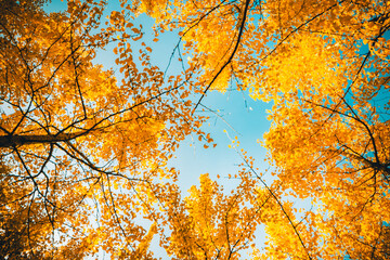 Large maple trees with beautiful autumn scenery