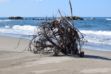 海岸に漂着した流木